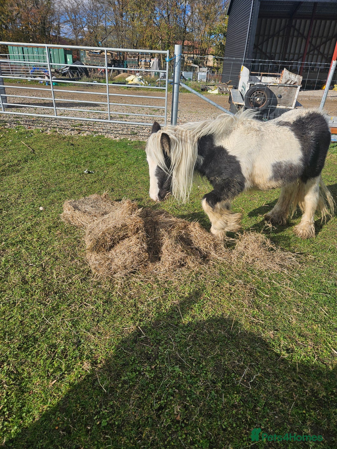 Irish Cob horses for sale: Gorgeous yearling miniture cob - Image 4