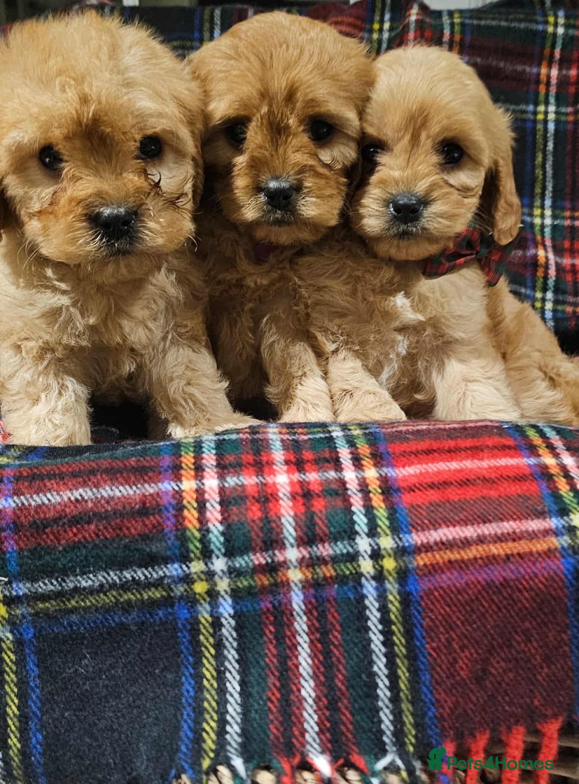 Cavapoochon dogs Beautiful puppies  - Advert 10