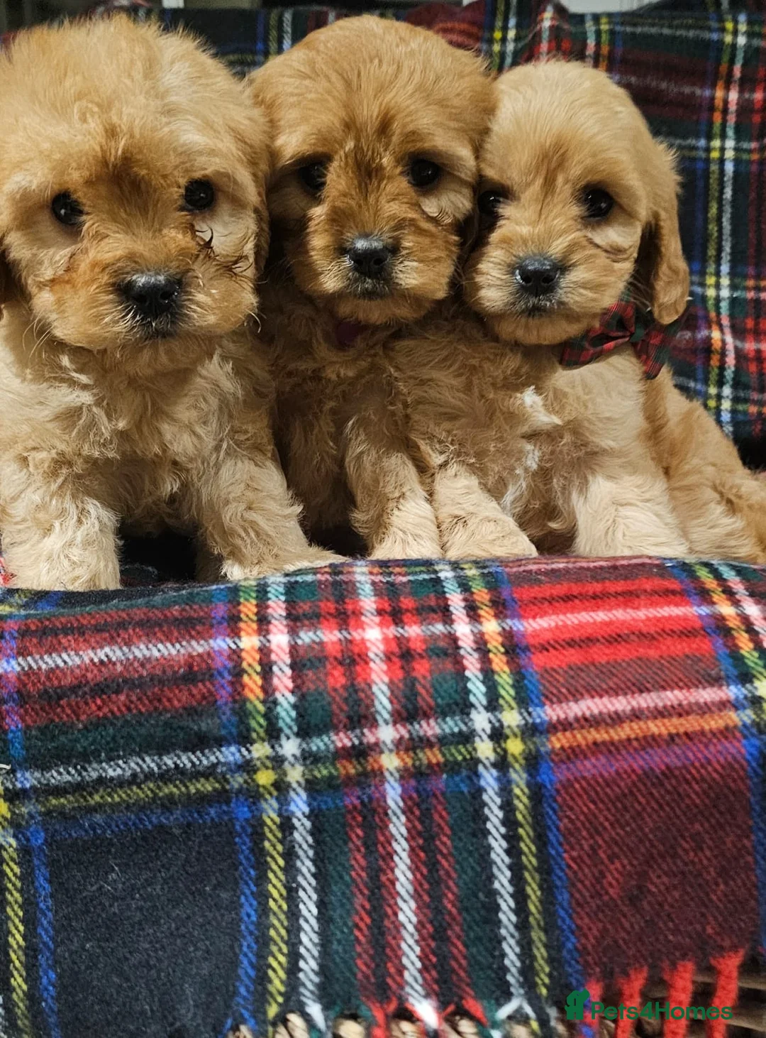 Cavapoochon dogs for sale: They are ready to leave now  - Advert 3