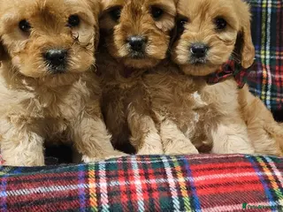 Cavapoochon dogs Beautiful puppies - Advert 10