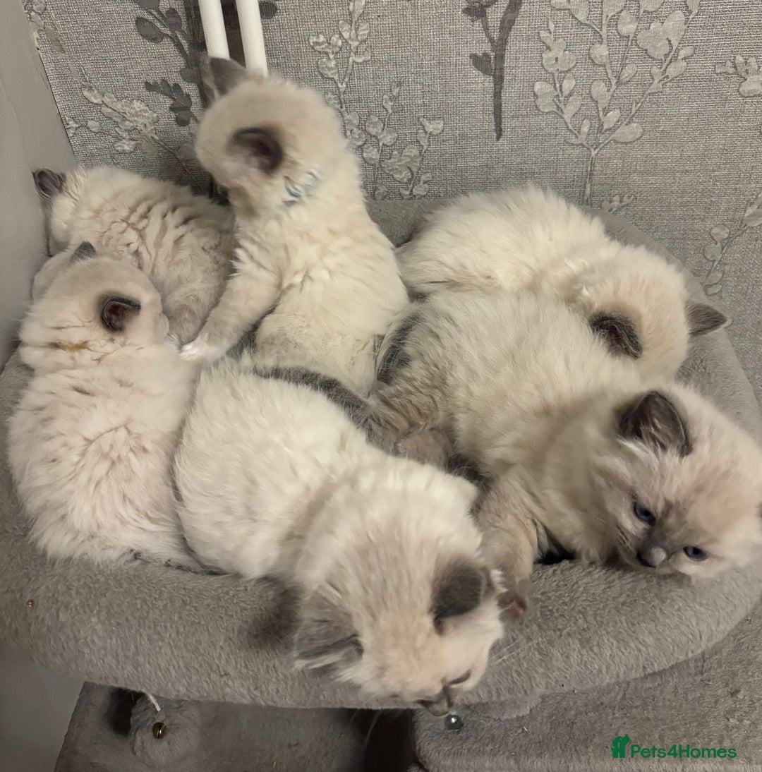 Ragdoll cats for sale: AMAZING QUALITY PEDIGREE HCM/PKD CLEAR KITTENS  - Image 20