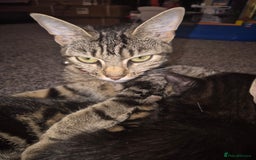 Mixed Breed cats for sale: 4 adorable kittens - Image 9