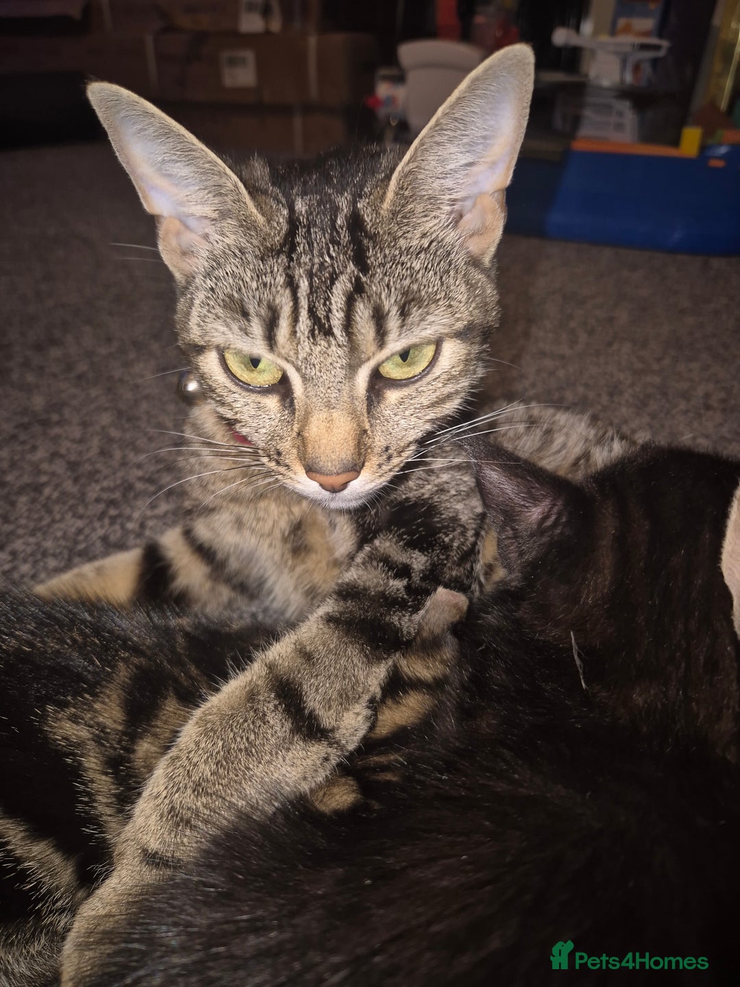 Mixed Breed cats for sale: 4 adorable kittens - Image 9