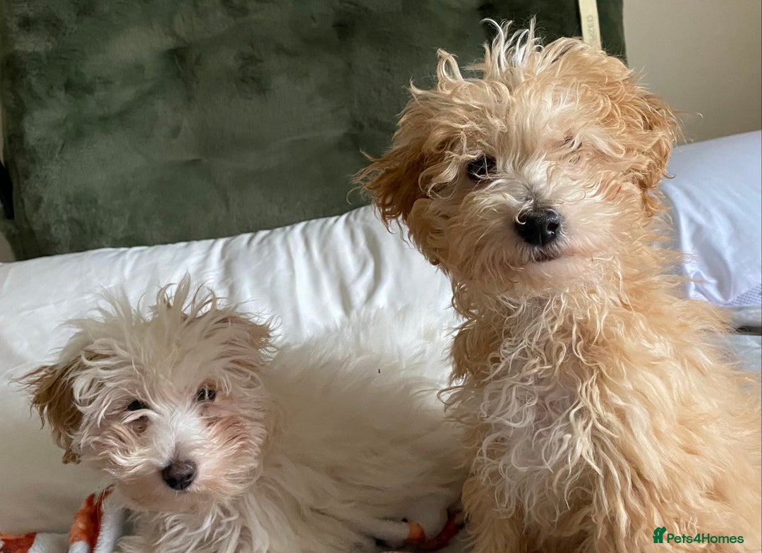 Mixed Breed dogs for sale: Coton noodle puppies  - Advert 4