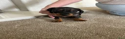 Dachshund dogs for sale: Miniature Dachshunds dapple Puppy’s  - Advert 5