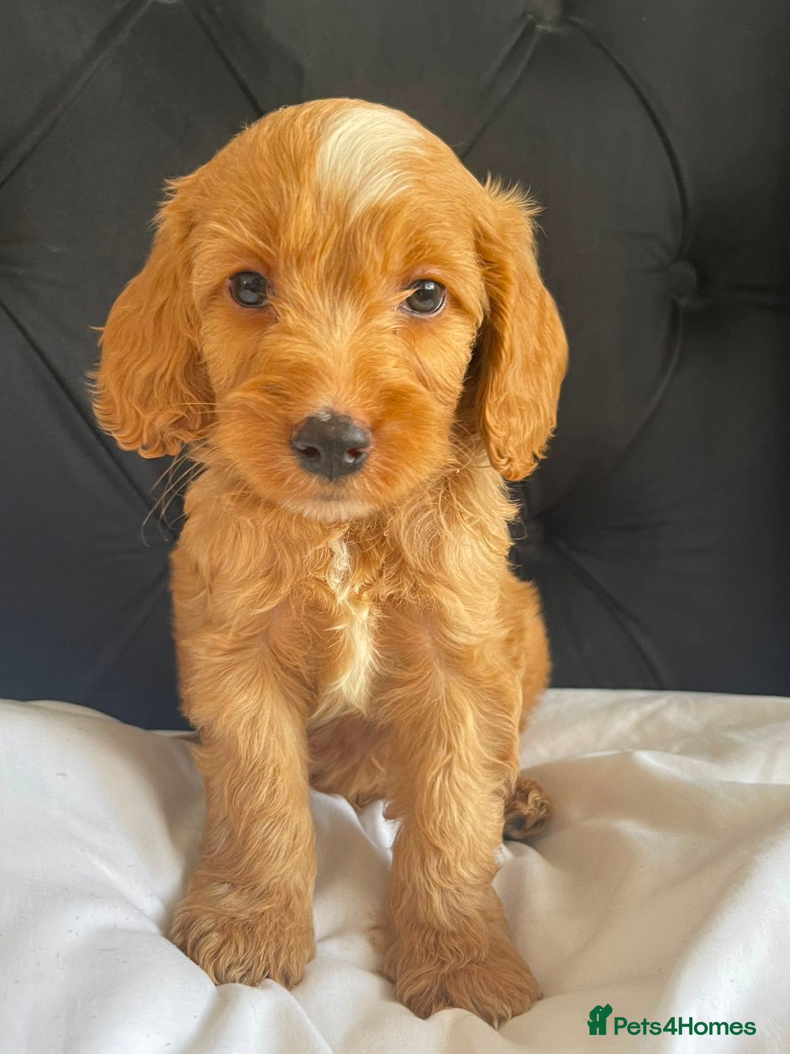 Cockapoo dogs Cockapoo Puppies  - Advert 13