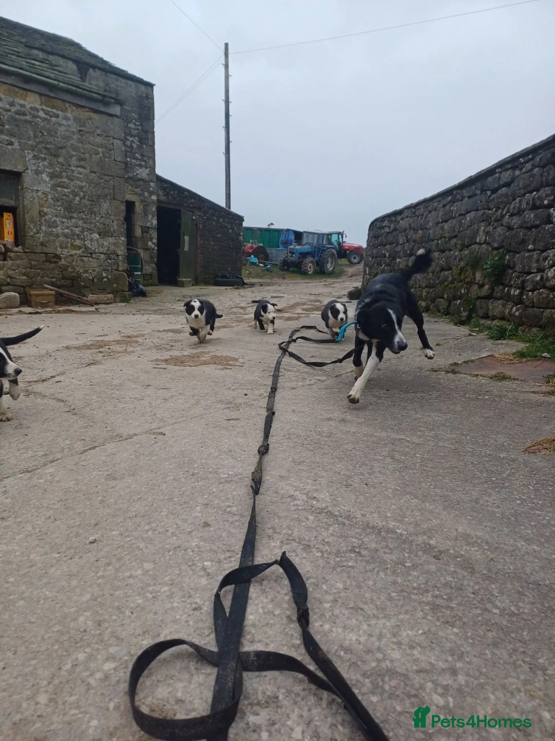 Mixed Breed dogs for sale: Border collie cross pups - Advert 2