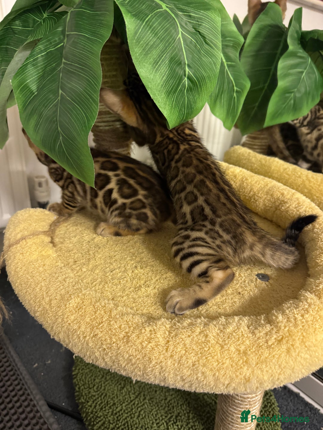 Bengal cats for sale: Bengal kittens  - Image 5