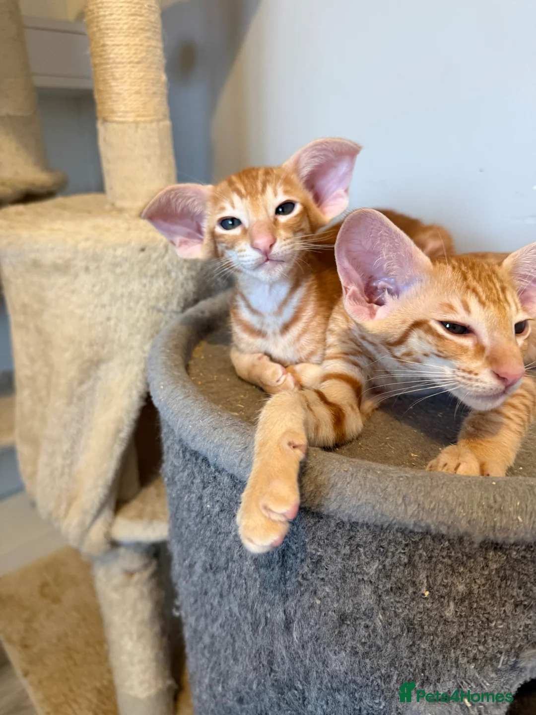 British Shorthair cats for sale: Beautiful GCCF Registered Baby Boy - Georgie 💙 - Advert 6