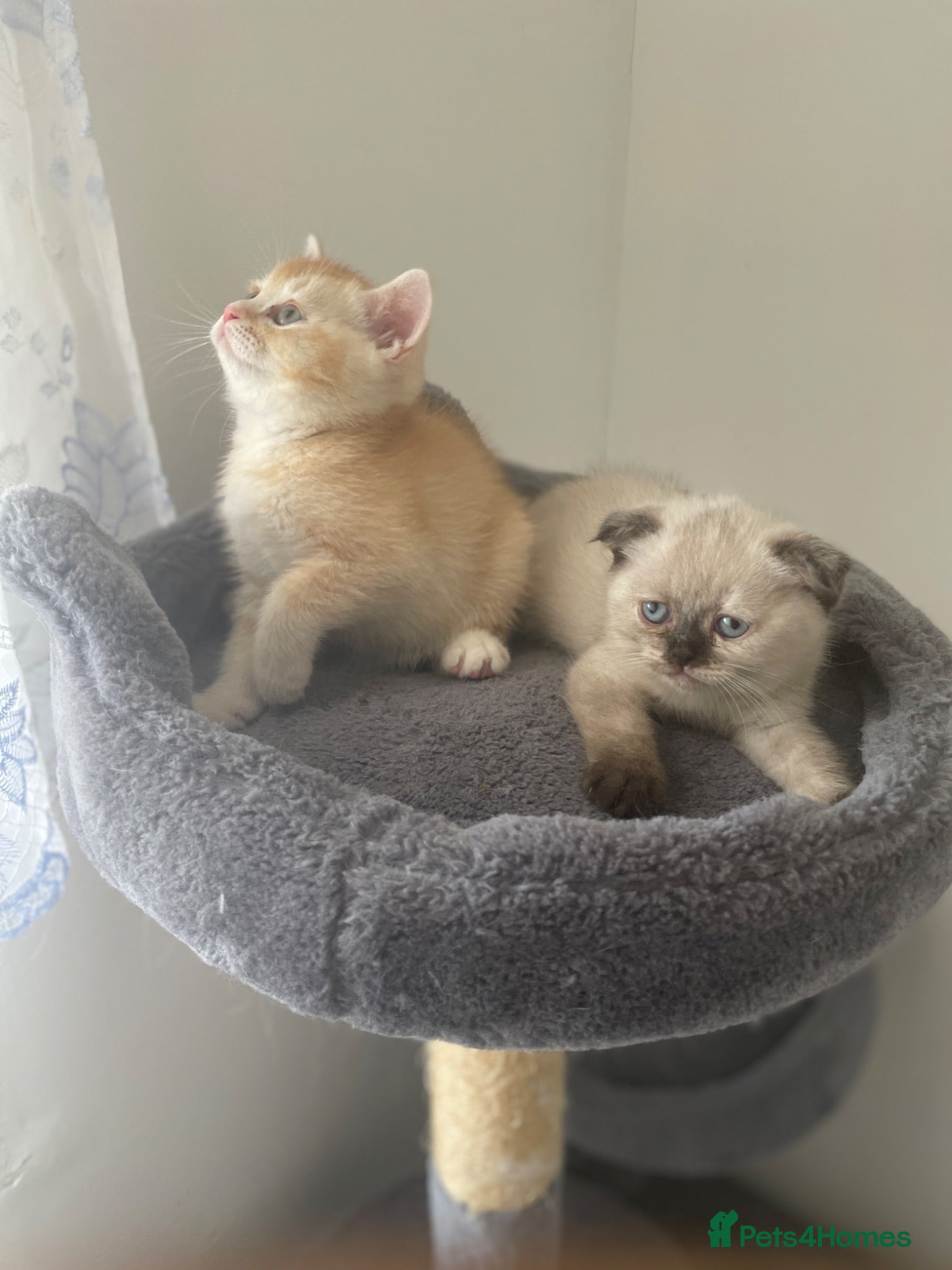 Scottish Fold cats     Meet Our 4 Sweet Scottish Fold Kittens - Advert 8