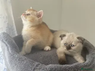 Scottish Fold cats Meet Our 4 Sweet Scottish Fold Kittens - Advert 8