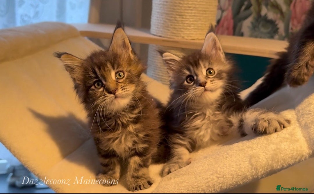 Maine Coon cats for sale: Chunky Russian Mainecoon cubs  - Image 11