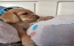 Mixed Breed dogs for sale: Cocker Spaniel Puppies – 4 Weeks Old - reserve now - Advert 8