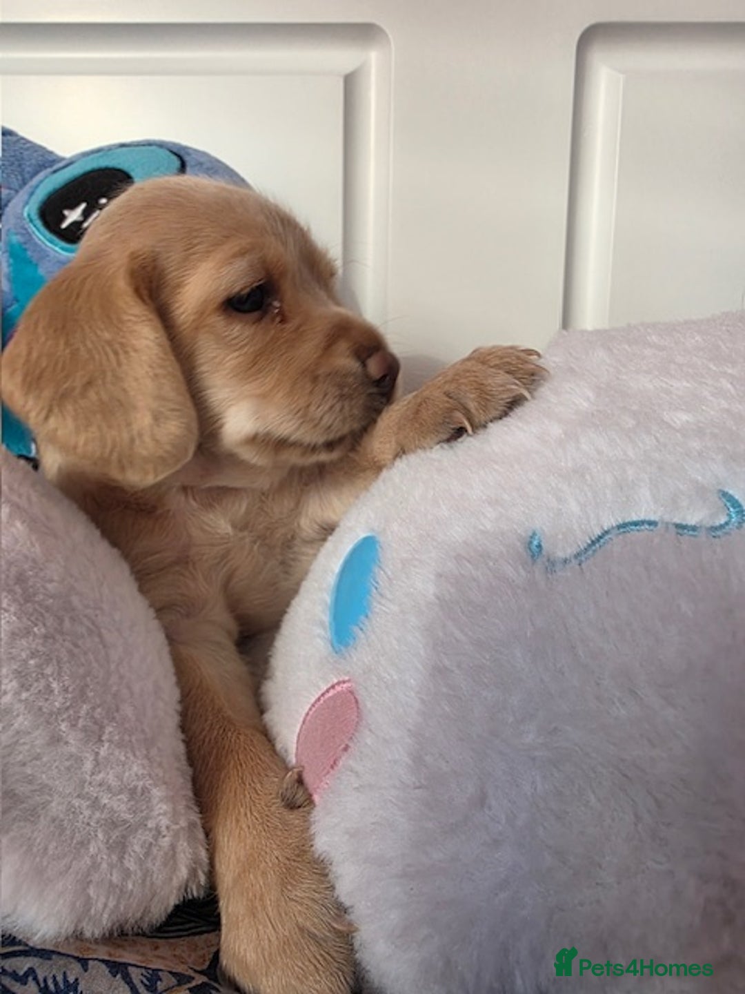 Mixed Breed dogs for sale: Cocker Spaniel Puppies – 4 Weeks Old - reserve now - Advert 8