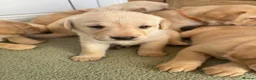 Labrador Retriever dogs for sale: KC registration puppies - Advert 5