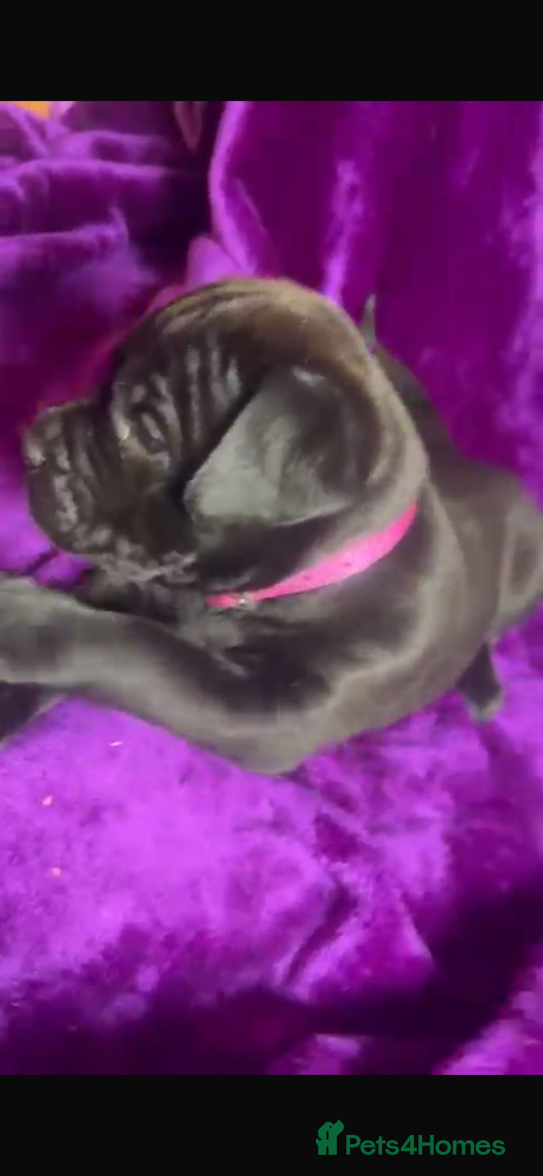 Mixed Breed dogs for sale: Cane Corso × Rottweiler/Bordeaux Puppies All Girls - Image 19