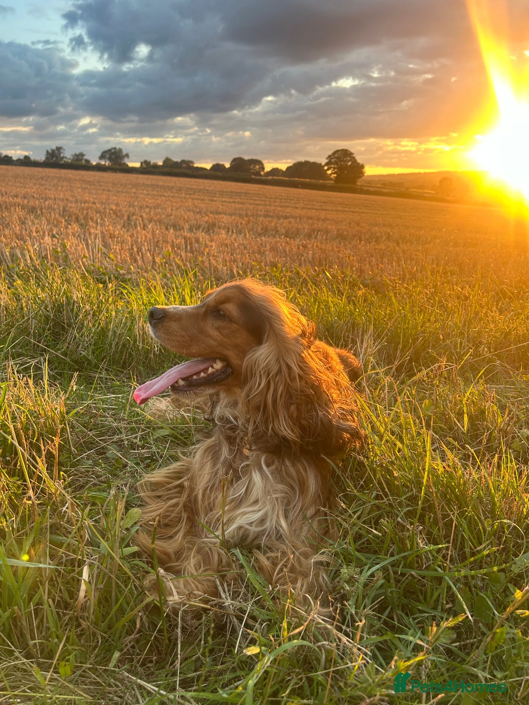Cocker Spaniel dogs for sale: Cocker spaniel puppies - Image 14