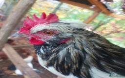 Chickens poultry for sale: More cockerel for sale - Image 15