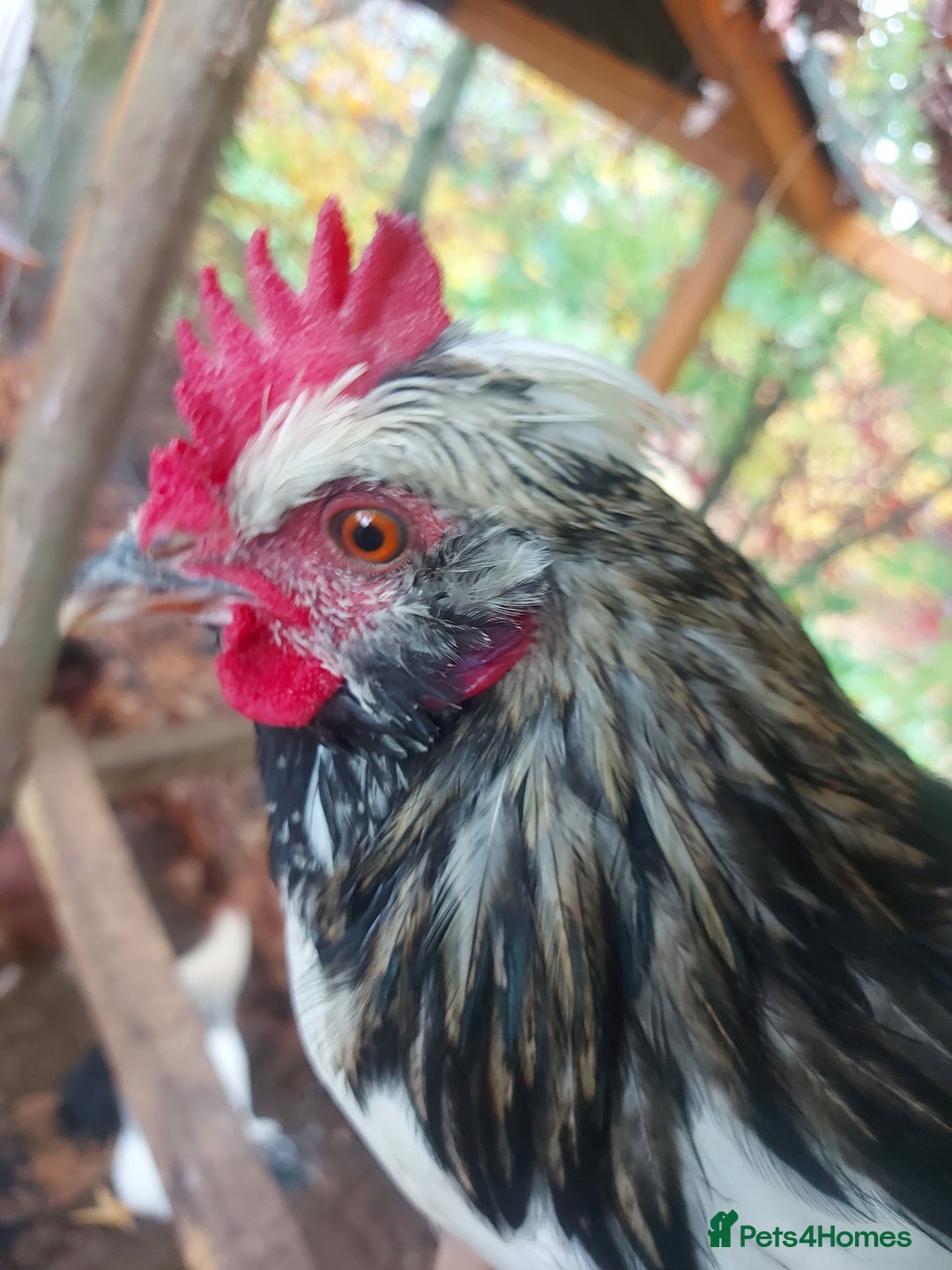 Chickens poultry for sale: More cockerel for sale - Image 15