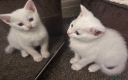 Mixed Breed cats for sale: Beautiful kittens with blue eyes 💙  - Image 6