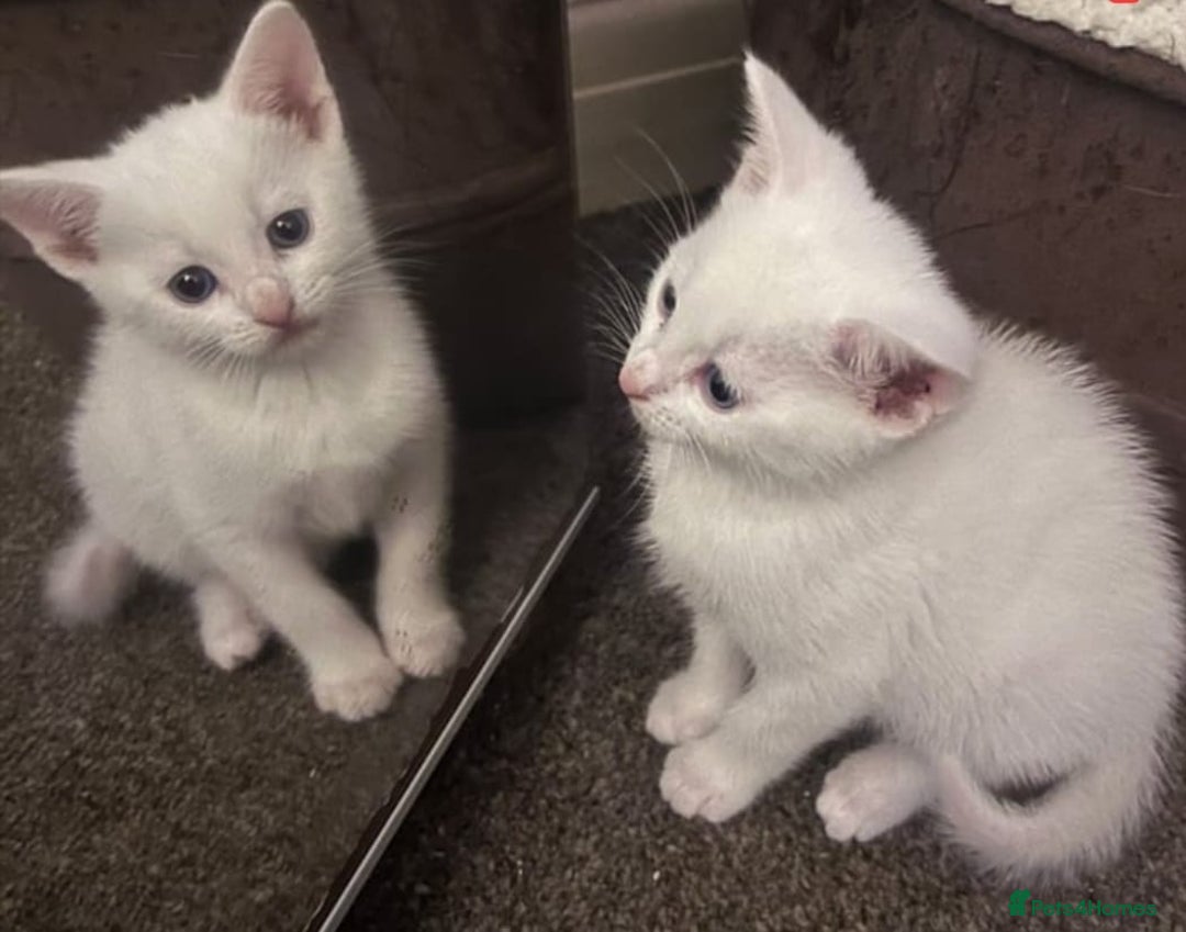 Mixed Breed cats for sale: Beautiful kittens with blue eyes 💙  - Image 6