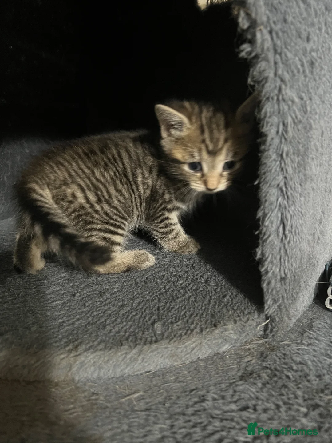British Shorthair cats for sale: Kitten for sale in London - Advert 2