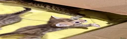 Bengal cats for sale:     Stunning Bengal Cross Kittens  - Advert 2