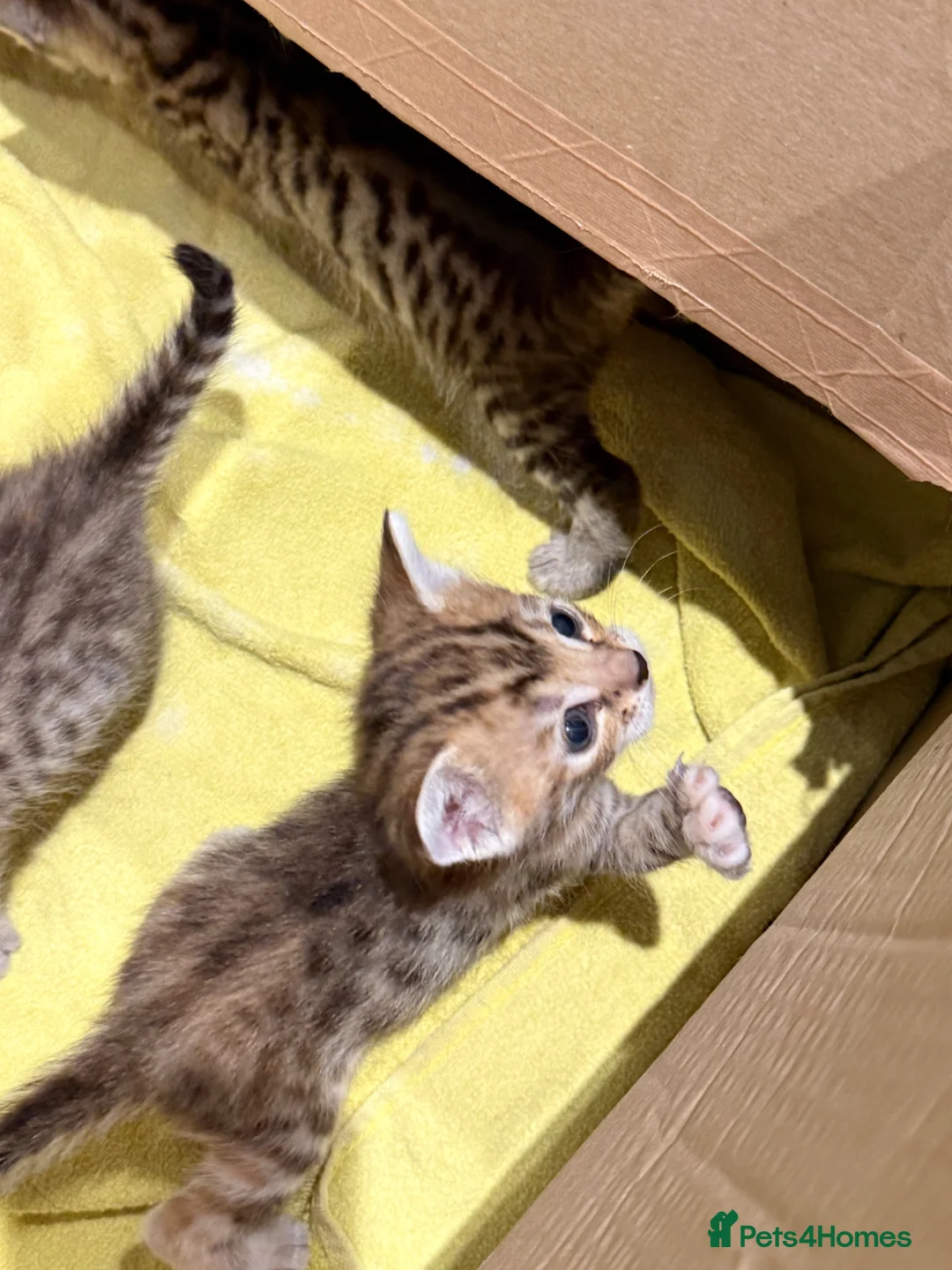 Bengal cats for sale:     Stunning Bengal Cross Kittens  - Advert 2