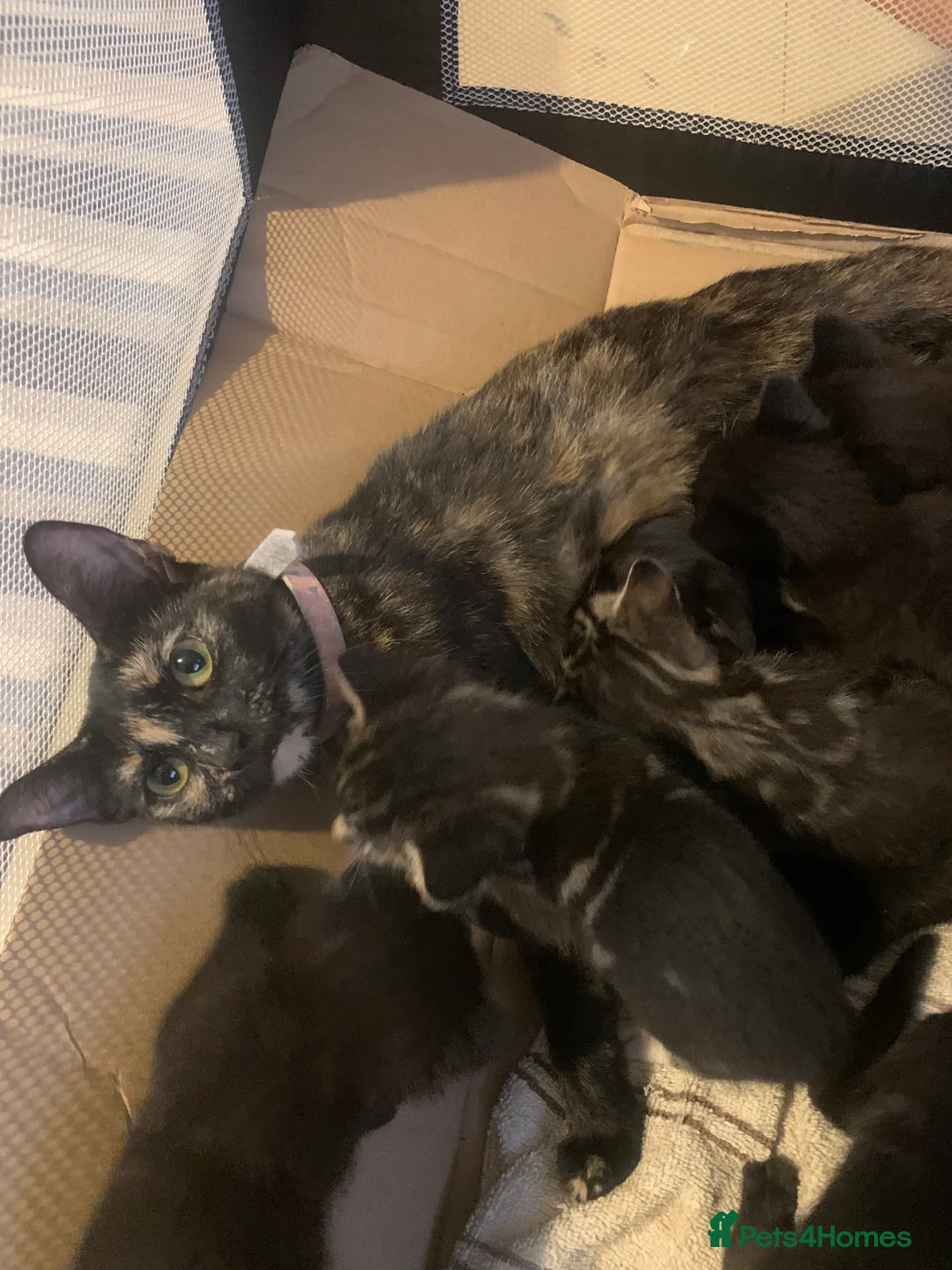 British Shorthair cats for sale: Shorthaired British kittens in Basildon - Advert 1