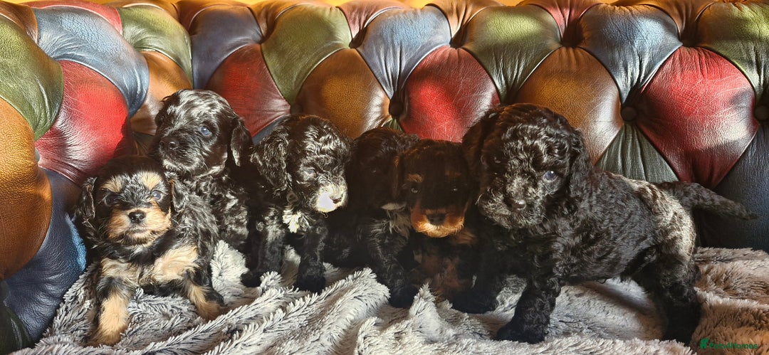 Cavapoo dogs for sale: Gorgeous f1b Cavapoo pups - Advert 19