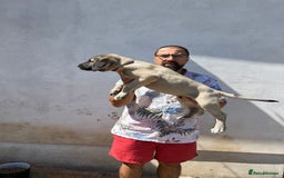 Anatolian Shepherd dogs for sale: Malakli Puppies - Image 21