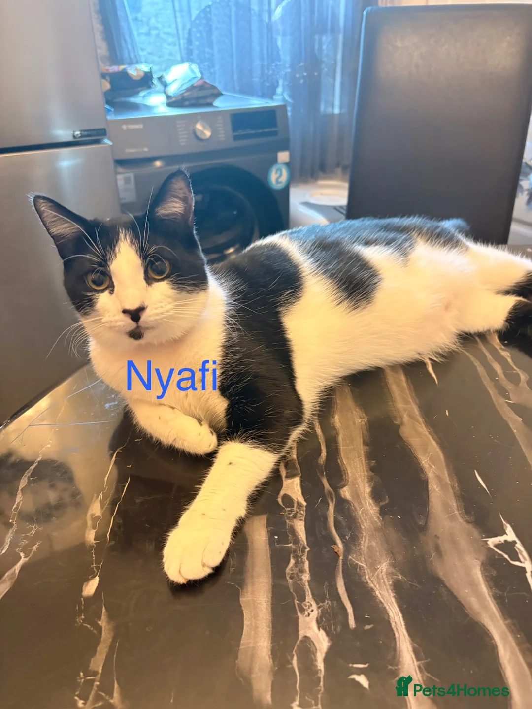Mixed Breed cats for sale: Bonded Pair Nyafi and Milo in Colne - Advert 1