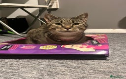 Domestic Shorthair cats for sale: Cat needing rehoming - Image 3