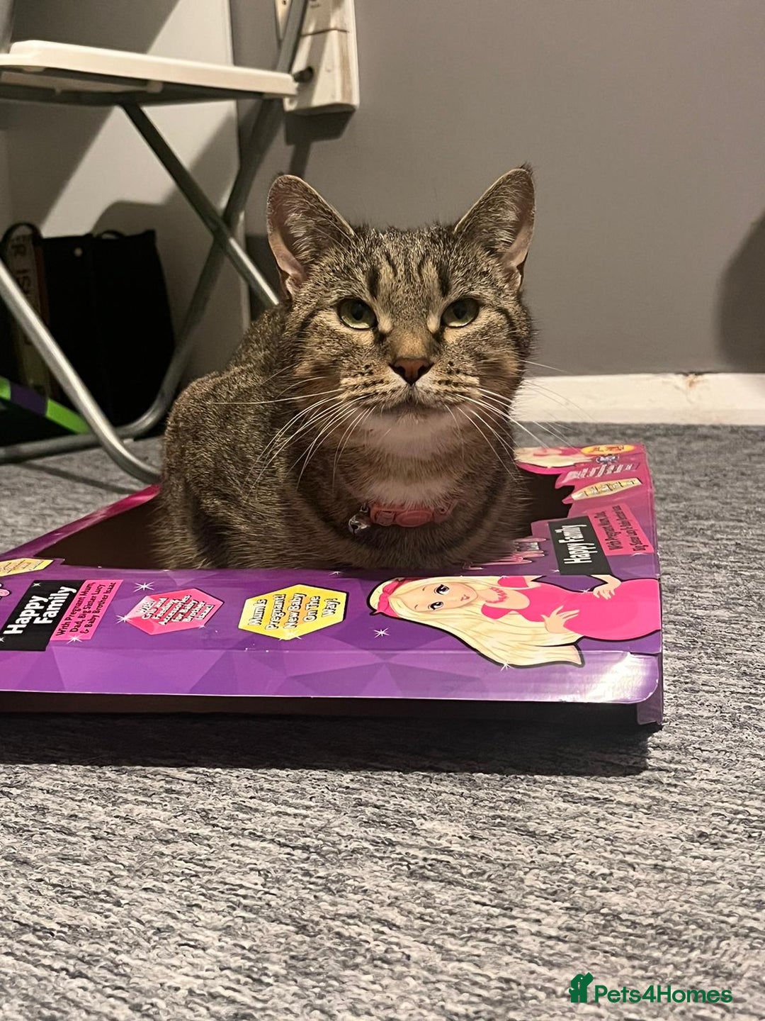 Domestic Shorthair cats for sale: Cat needing rehoming - Image 3