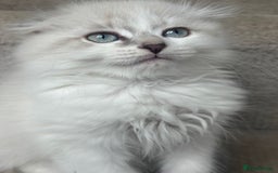 Scottish Fold cats for sale: 5 fluffy Scottish fold kittens  - Image 23