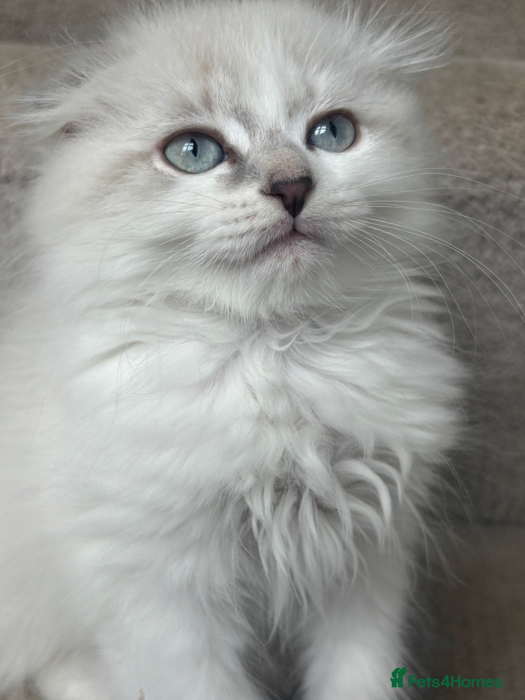 Scottish Fold cats for sale: 5 fluffy Scottish fold kittens  - Image 23