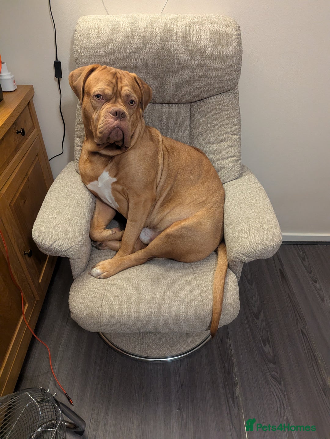 Dogue De Bordeaux dogs for sale: 2 YEAR OLD MALE DOGUE DE BORDEAUX KC REGISTERED - Advert 8