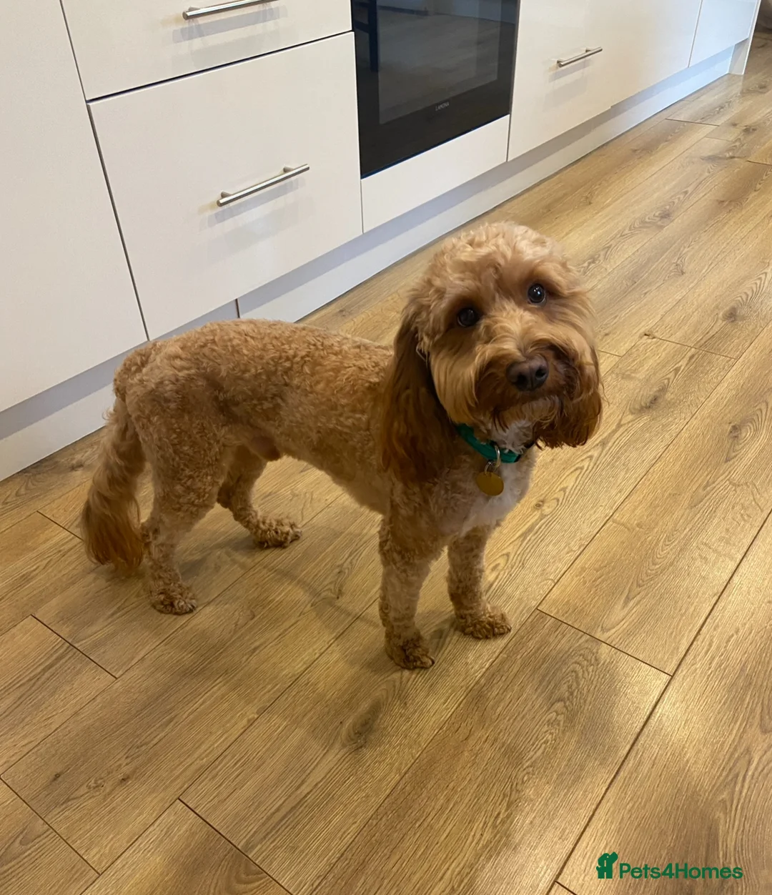 Cockapoo dogs for stud: Proven F1 apricot Cockapoo stud!  in Plymouth - Advert 4