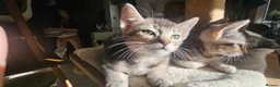 Mixed Breed cats for sale: 🐾 3 Beautiful Abyssinian x Bengal Girls 🐾 - Advert 3