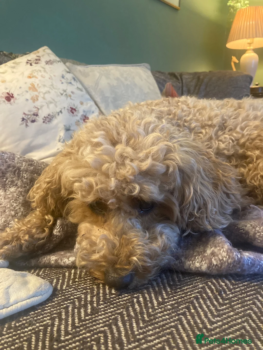 Cavapoo dogs for sale: Cavapoo puppies. Devon  in Chulmleigh - Advert 2