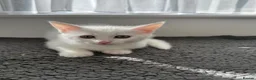 Turkish Angora cats for sale: Beautiful kitten ready for new home  - Advert 6