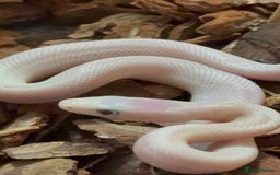 Rat Snake reptiles for sale: Blue eyed leucistic texas rat snakes - Advert 3