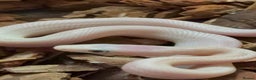 Rat Snake reptiles for sale: A pair of Blue eyed leucistic texas rat snakes - Advert 3