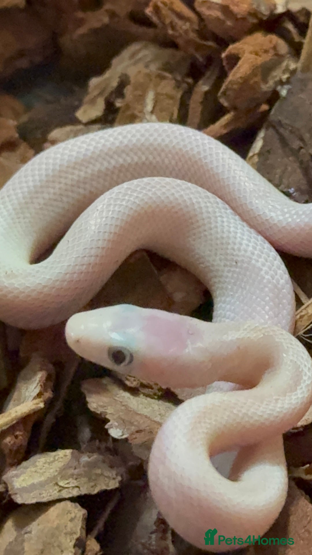 Rat Snake reptiles for sale: Blue eyed leucistic texas rat snakes - Advert 3