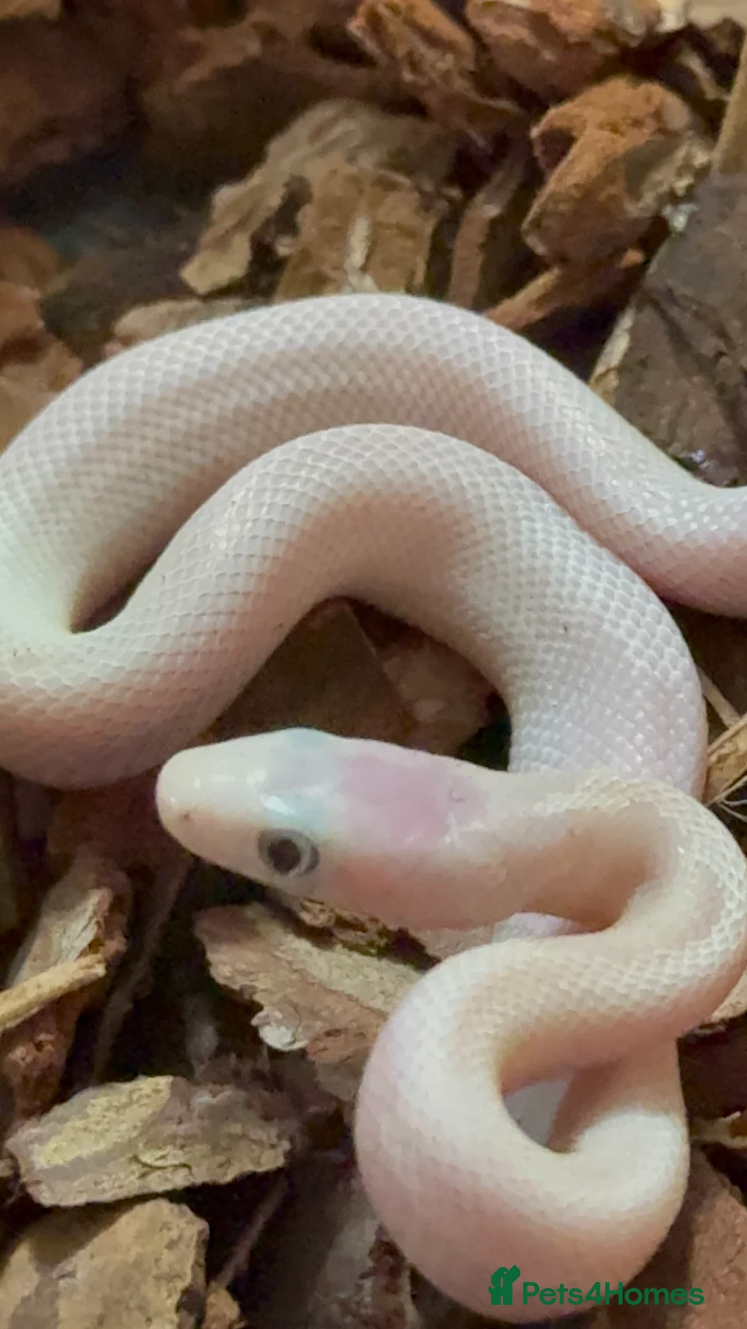Rat Snake reptiles for sale: A pair of Blue eyed leucistic texas rat snakes - Advert 3