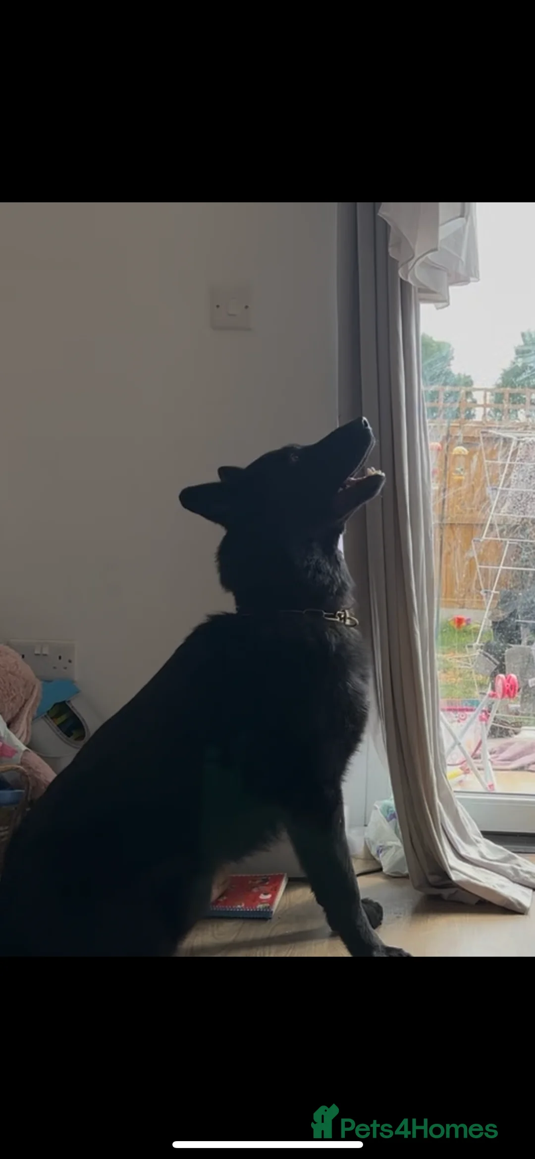 German Shepherd dogs for stud: Working German shepherd for stud - Advert 5