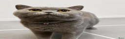 British Shorthair cats for sale: PURE BLUE BRITISH SHORTHAIR GIRL 3 YEARS OLD - Advert 2