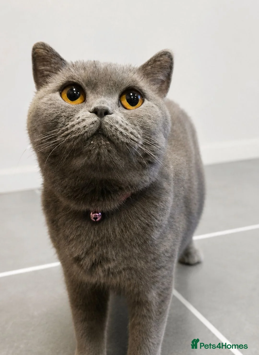 British Shorthair cats for sale: PURE BLUE BRITISH SHORTHAIR GIRL 3 YEARS OLD - Advert 2