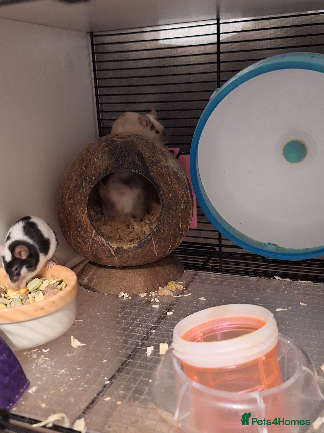 Mouse rodents for sale: 4 x female mice and cage  - Advert 1