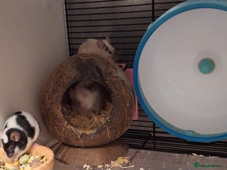 Mouse rodents 4 x female mice and cage - Advert 1